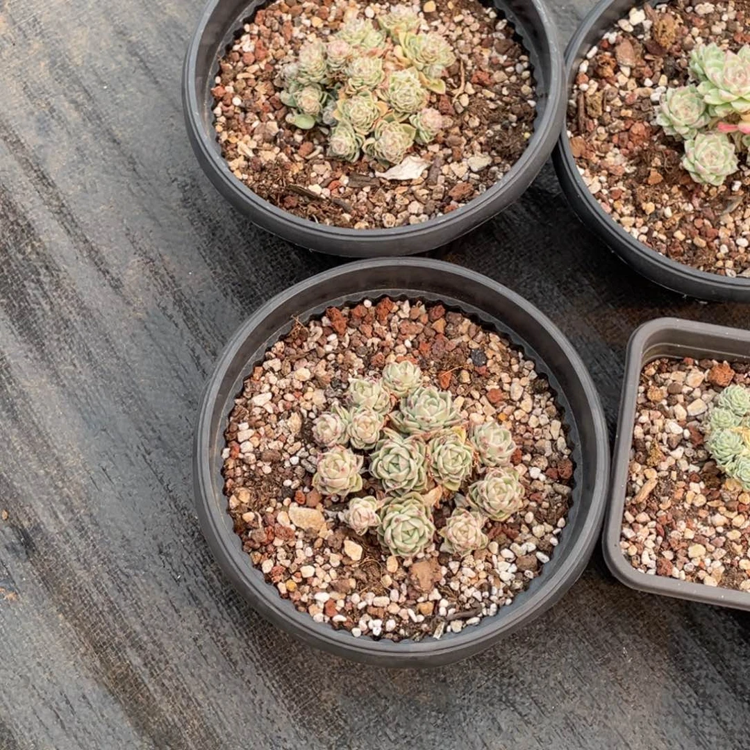 小**o麦秆两颗寄养小酷专拍