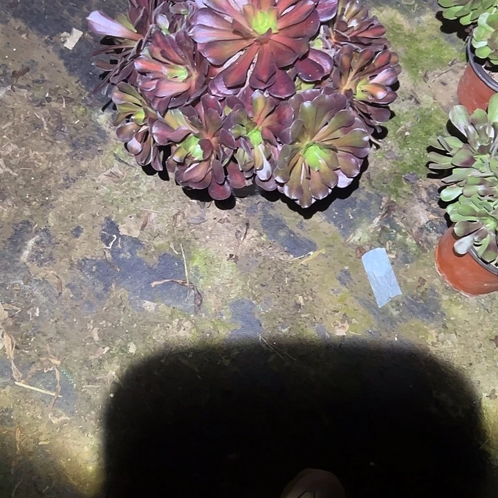 不包侧枝一物一拍56