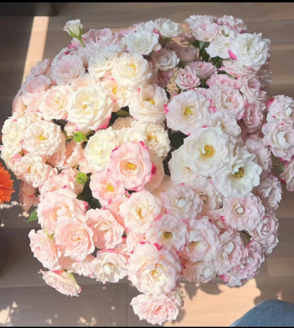 【牛牛甄选】折射多头玫瑰云南基地现采现发  一单也包邮包售后