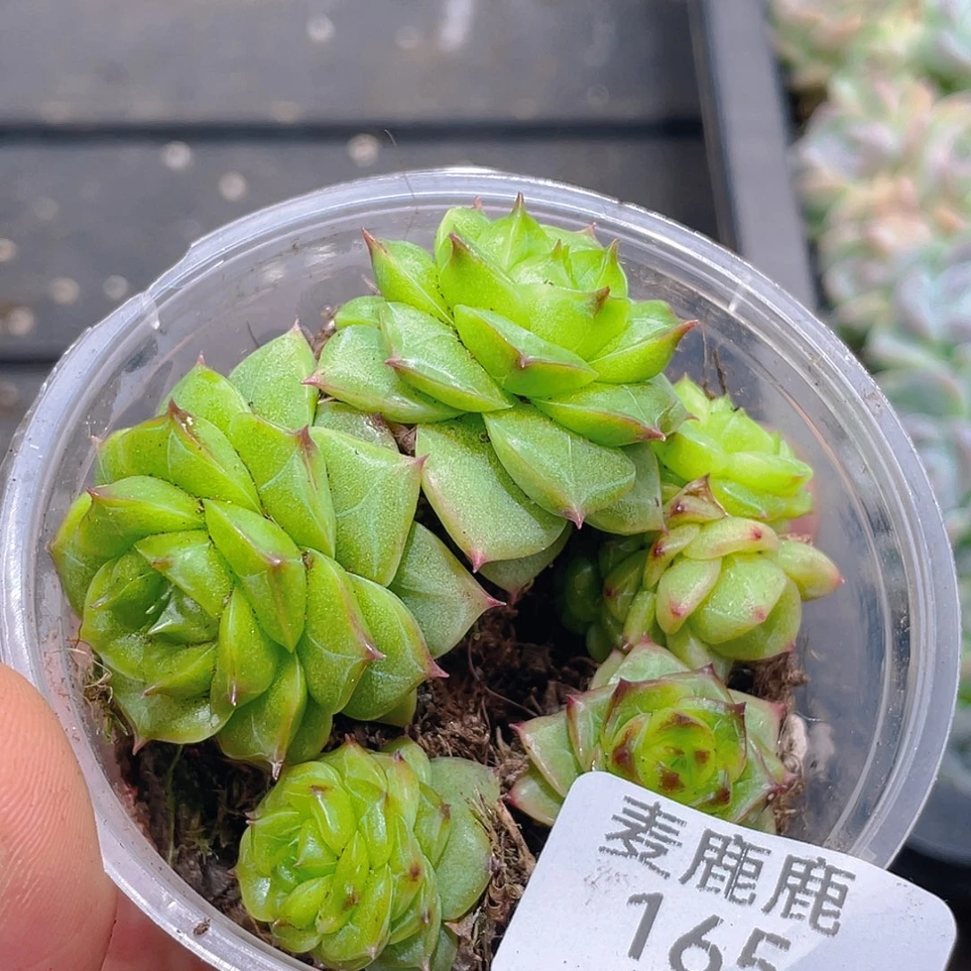 郭****165。               定