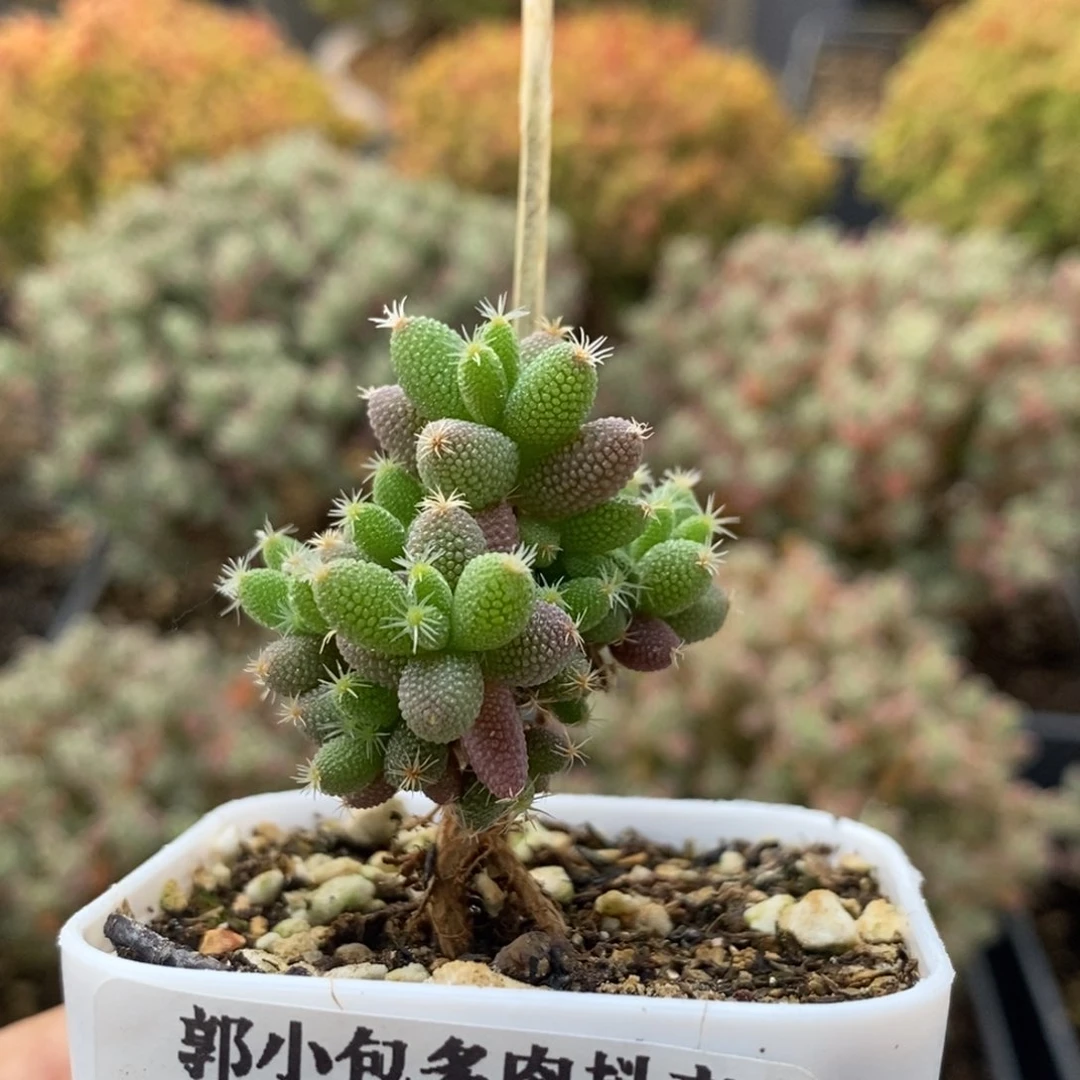 实生玉米1314枝干番杏