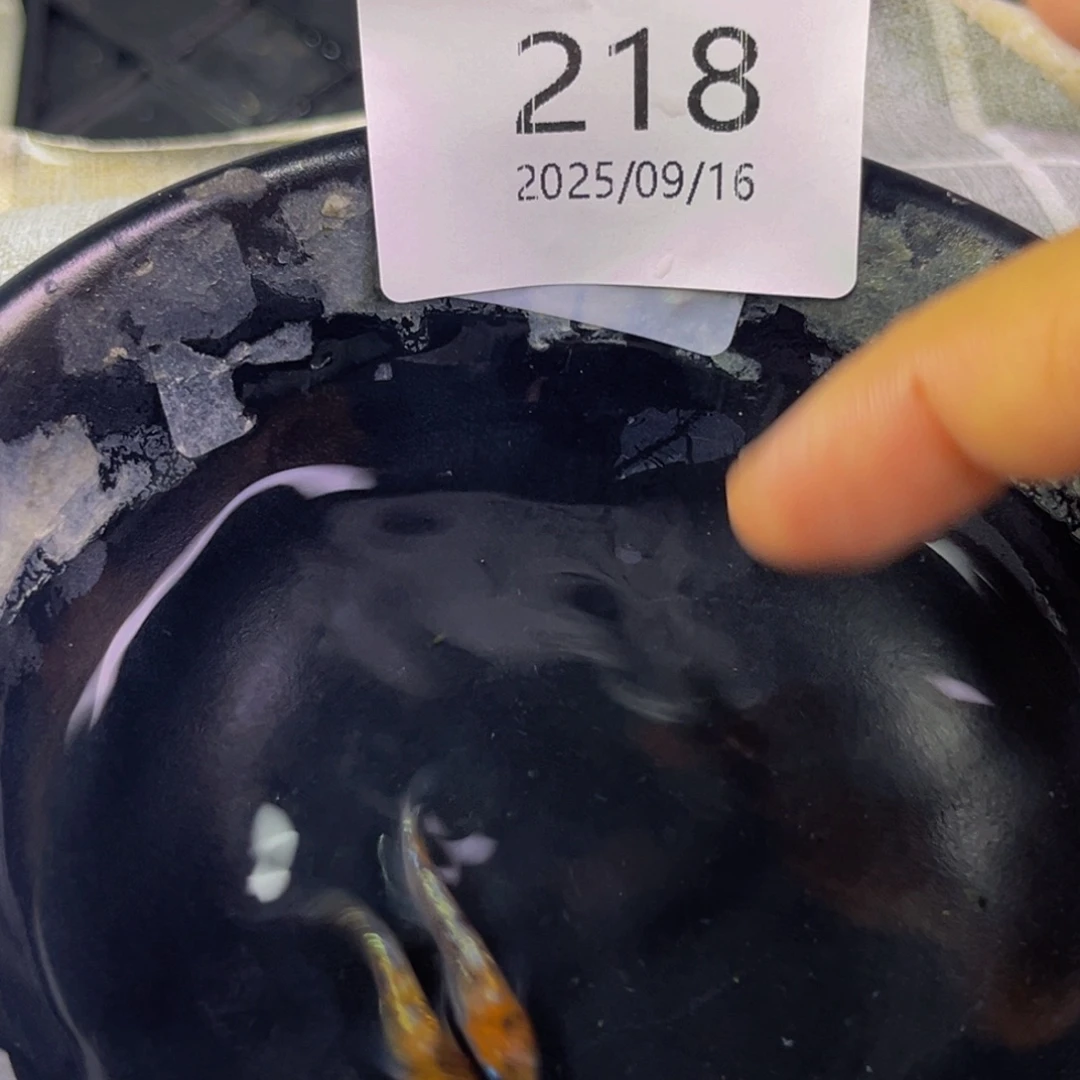 青鳉218lu04一对公母