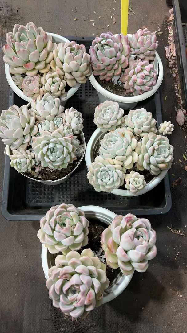 【奶油美人 满9.99包邮】阳台办公室庭院老桩盆栽多肉植物