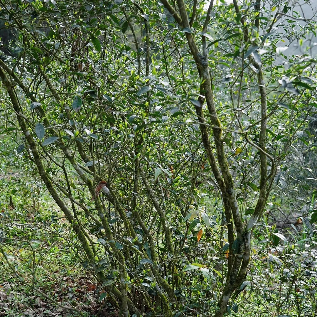 【古树牡丹】2019年福鼎高山古树茶，老枞木质香，滋味浓韵甘甜，