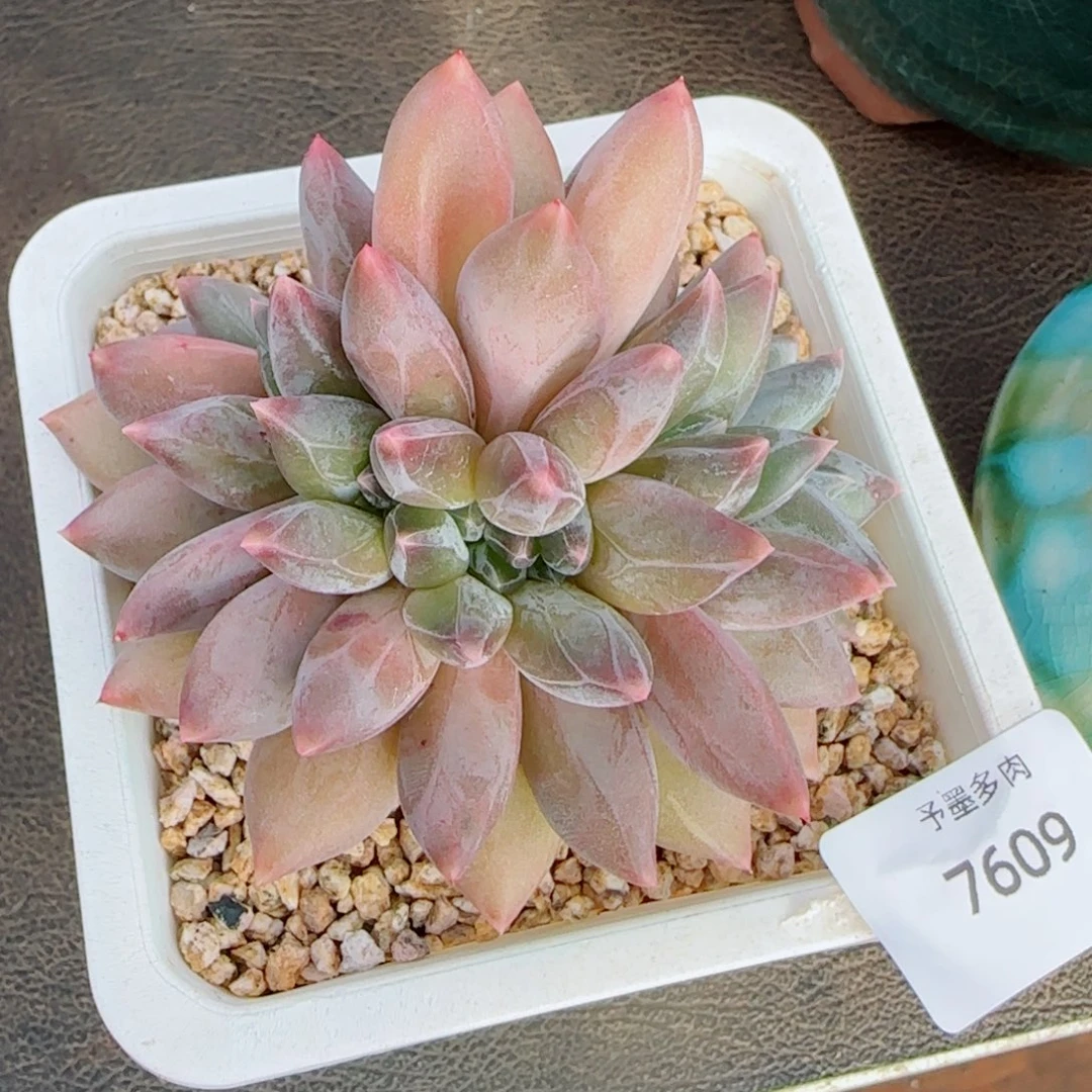 重楼缀化，7609多肉植物