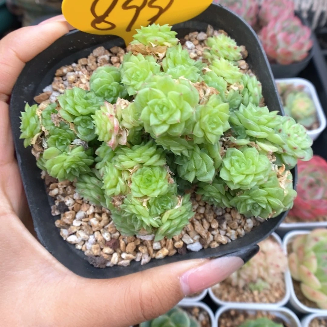 定繁麦秆群生899号