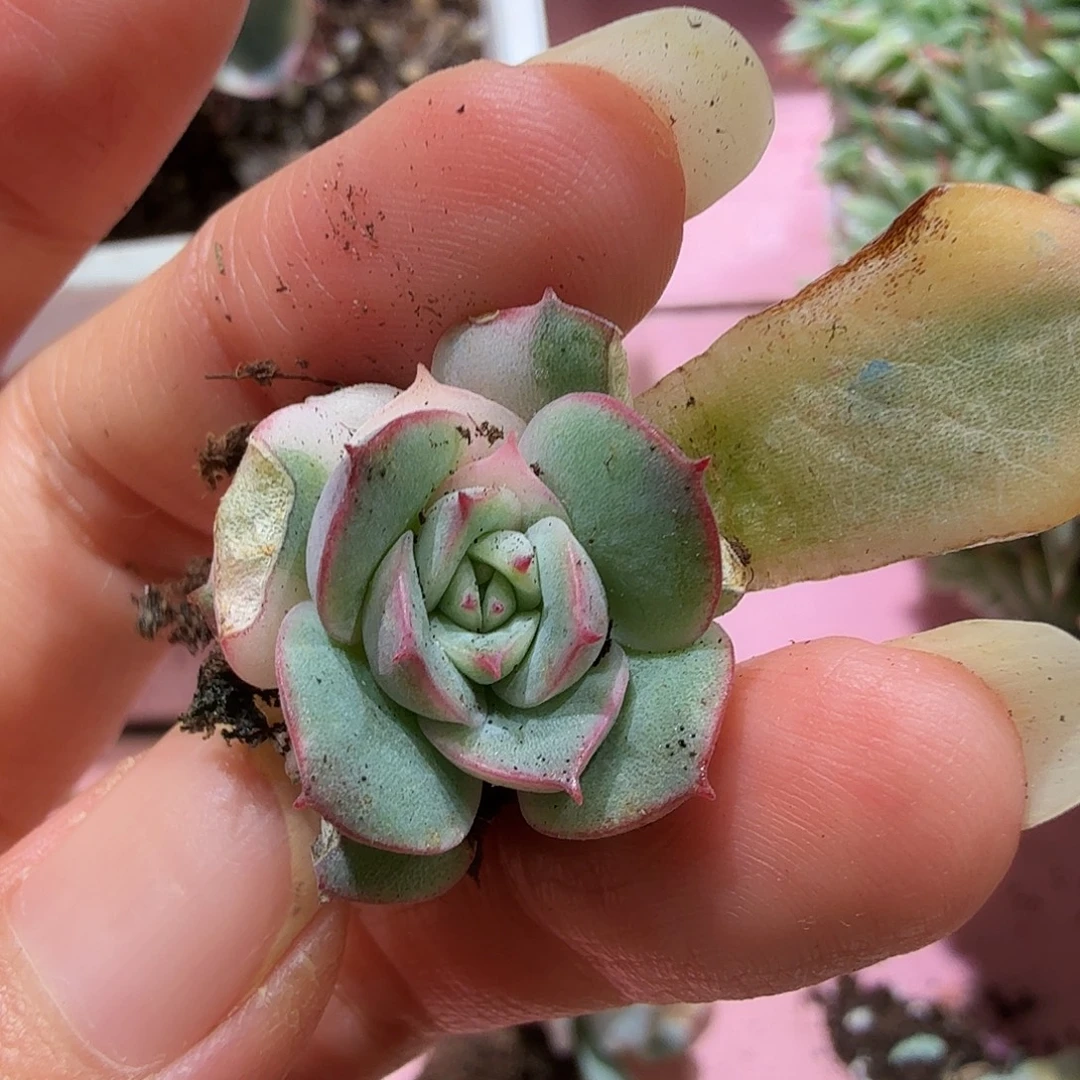 喂****叶插苗锦，多肉植物