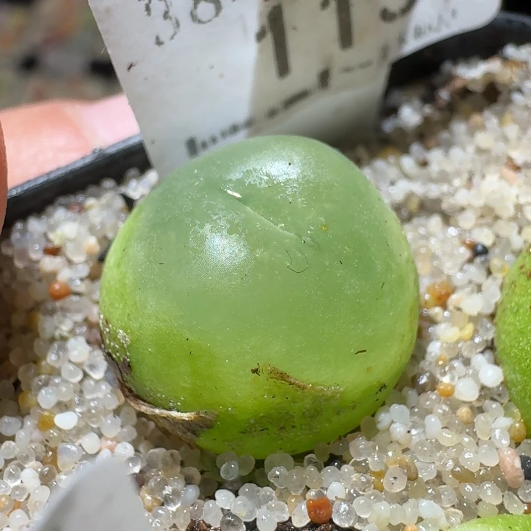 高品质生石花清清113