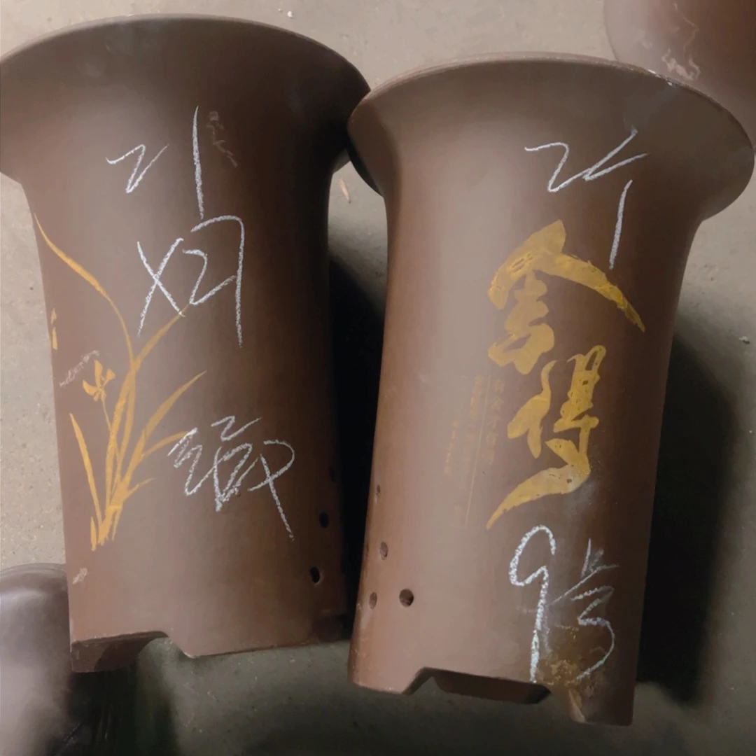 紫砂9号……………………………………