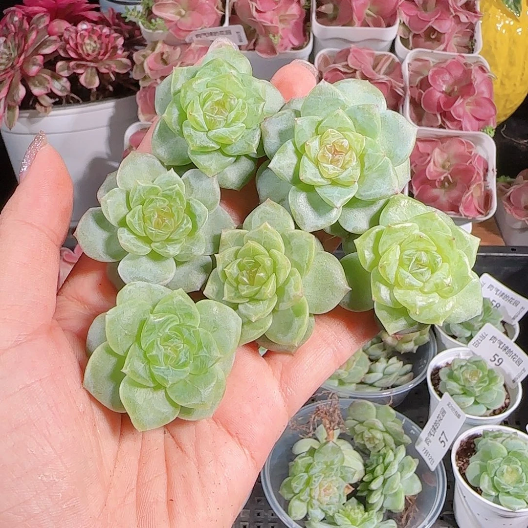 0712---62糖心珍妮