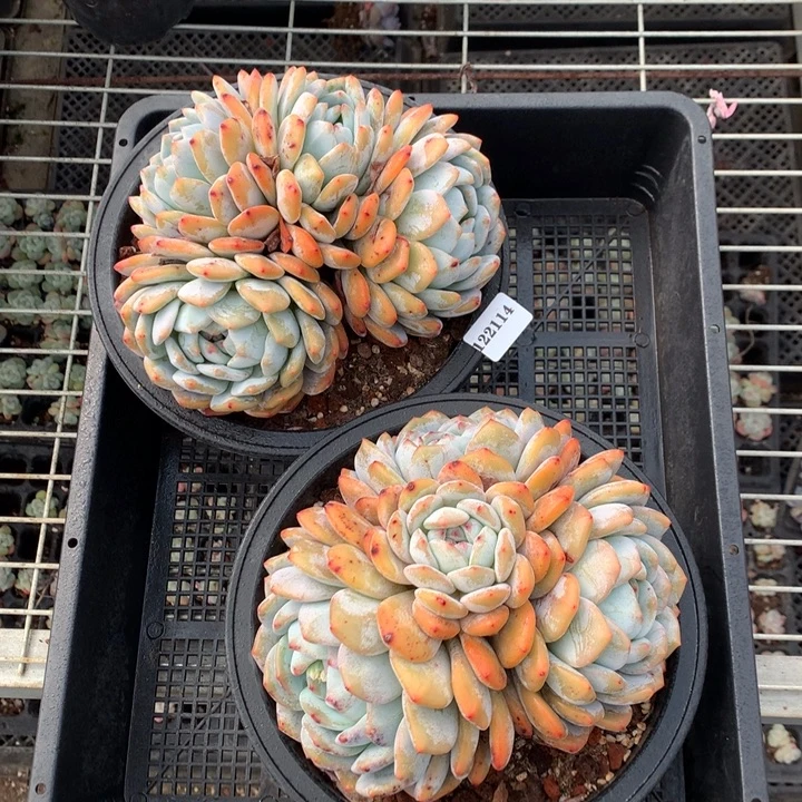 122114两个哦嗯嗯嗯嗯好嗯