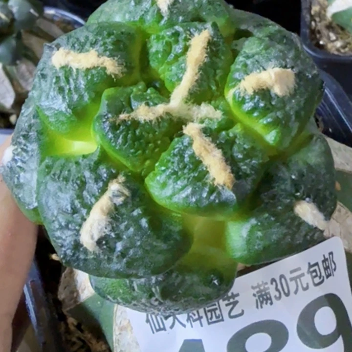 事***遂福利苗接连山489仙人球