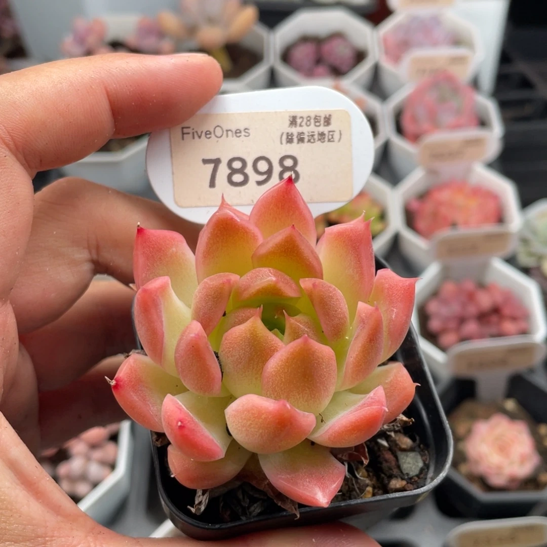 粉麦秆7898-5.5厘米
