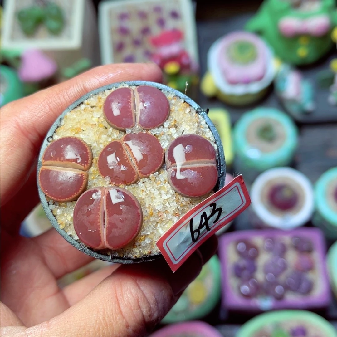 643生石花带盆发