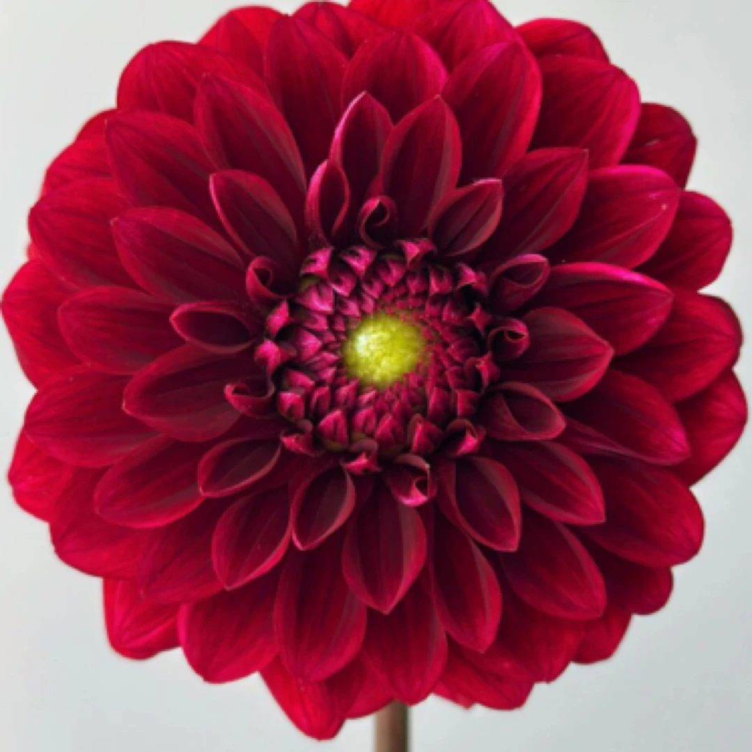 【红色奔跑】进口大丽花多年生盆栽地栽送肥料