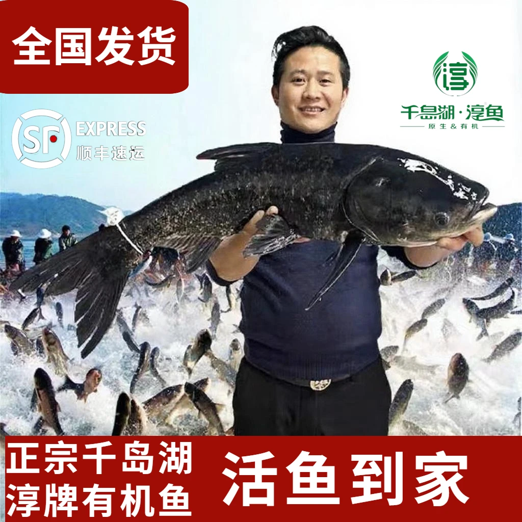 官方认证正宗千岛湖淳牌有机活鱼胖头鱼大头鱼鲢鱼鳙鱼大头包头鱼