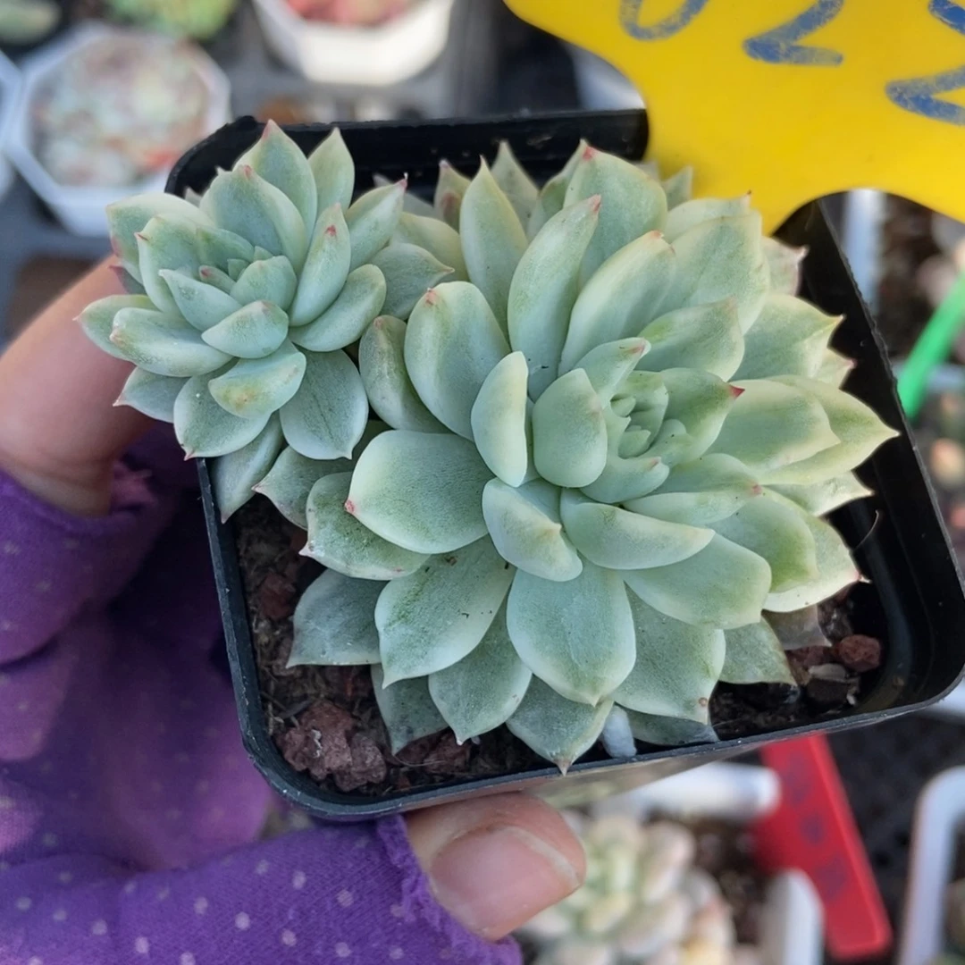 622麦秆锦¥多肉植物