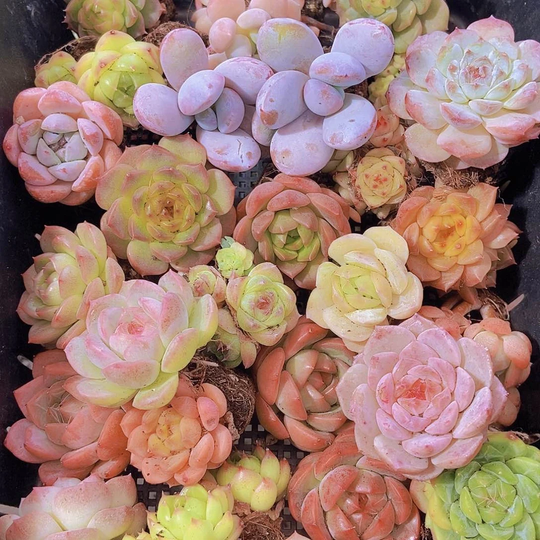 0000001量拍保底20颗