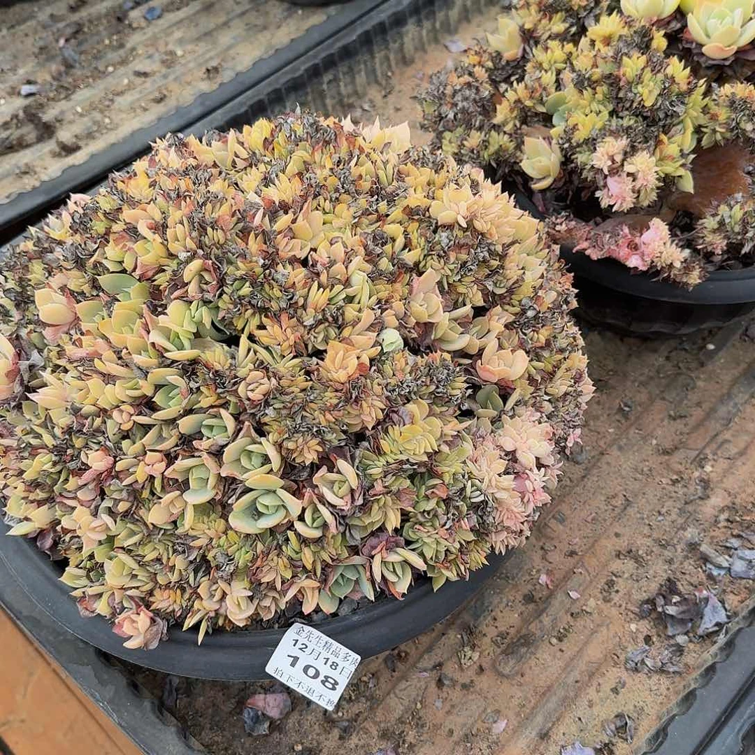 厚***本1218-108白风缀化a