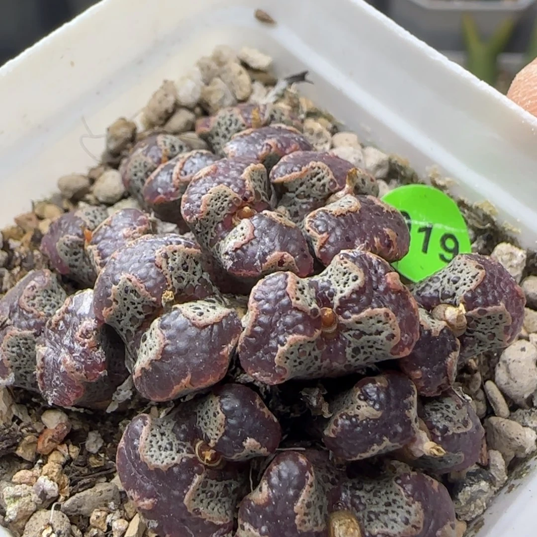 超碟群多肉植物919