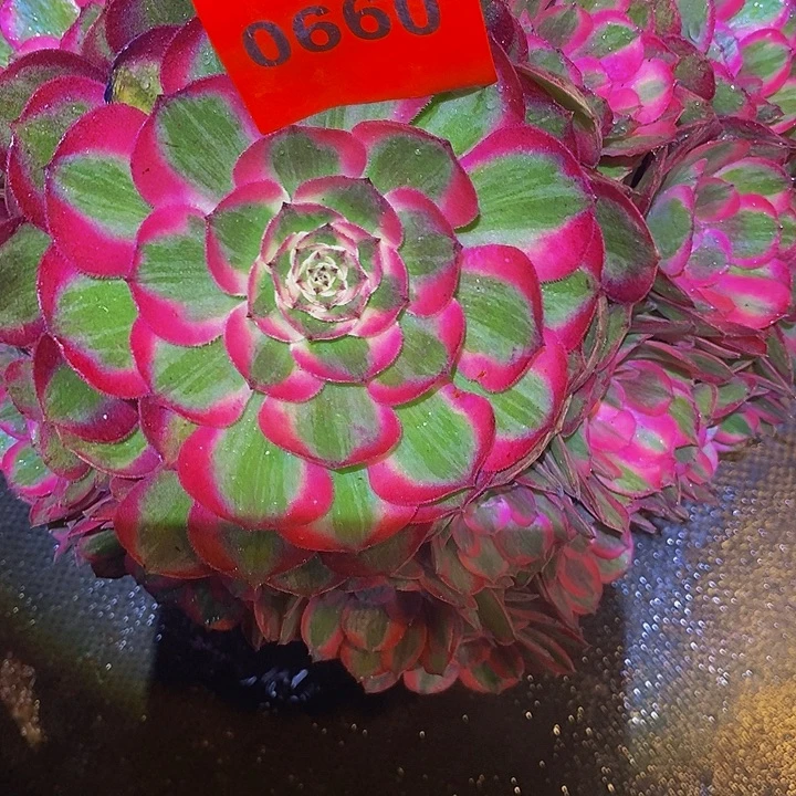 *****0660多肉植物绿体荔枝