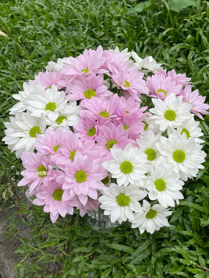 粉白色三文鱼混搭