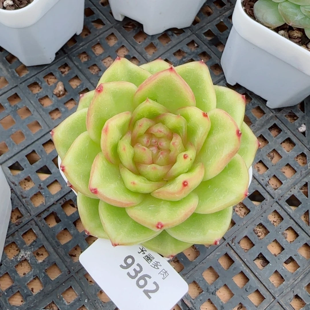 玉芷珍妮，9362多肉植物