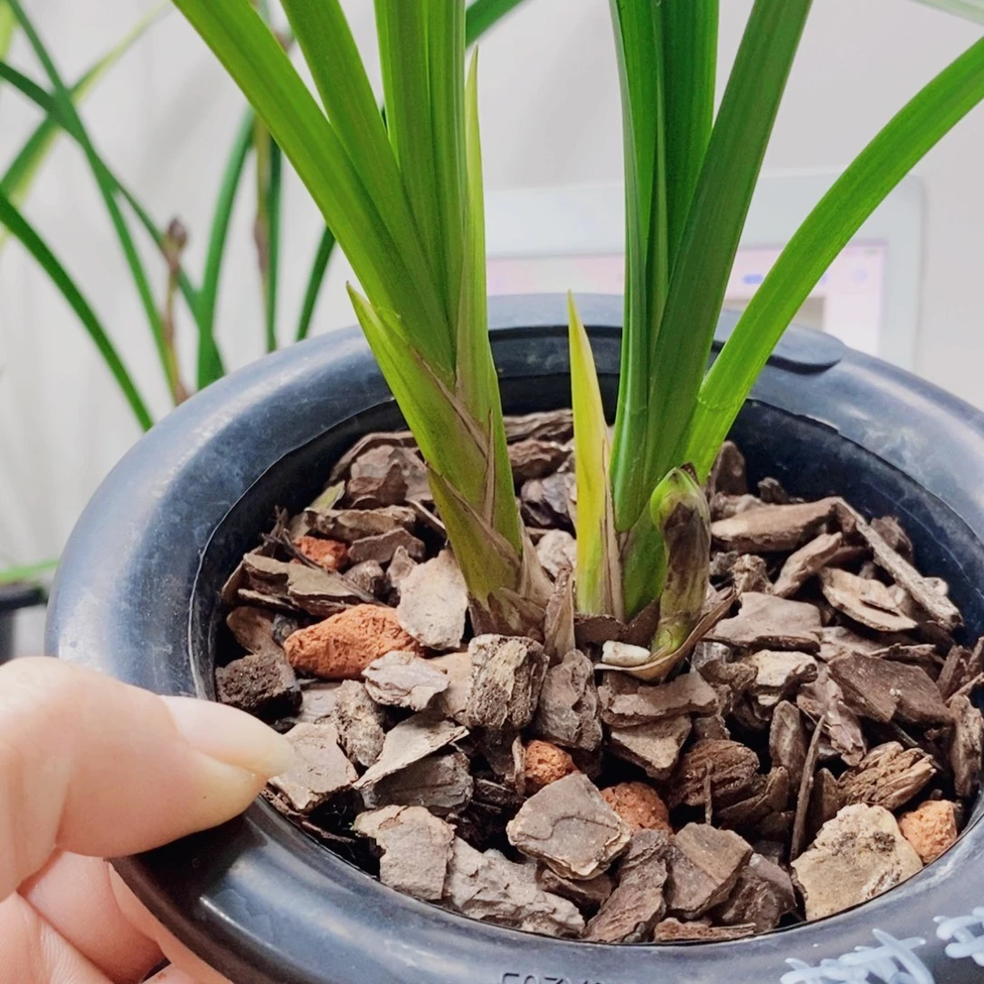 王***子当前无花栽培后可以开花