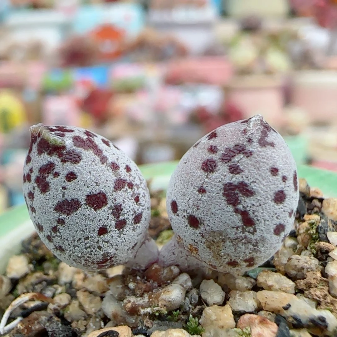 达摩白丸 盆口3cm
