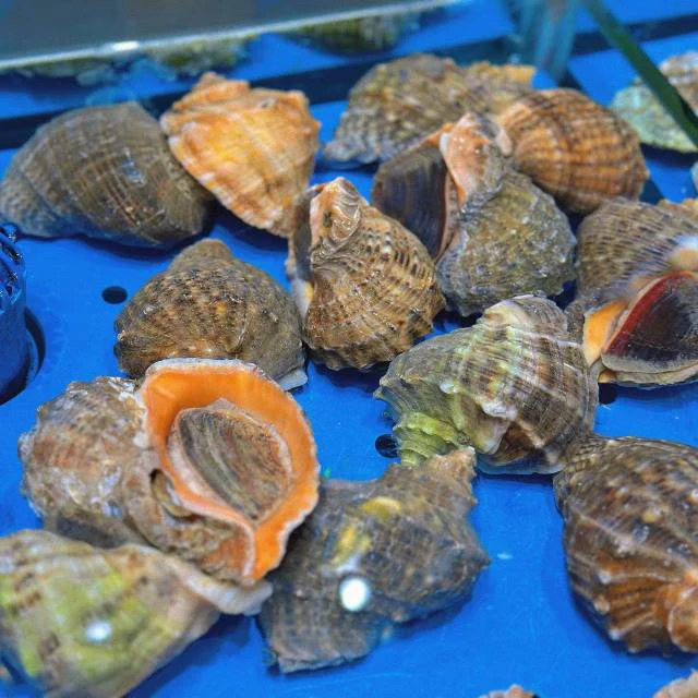 鲜活大海螺500g