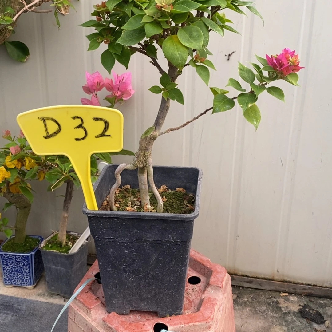 雨***虹无花朵三角梅塔紫D32