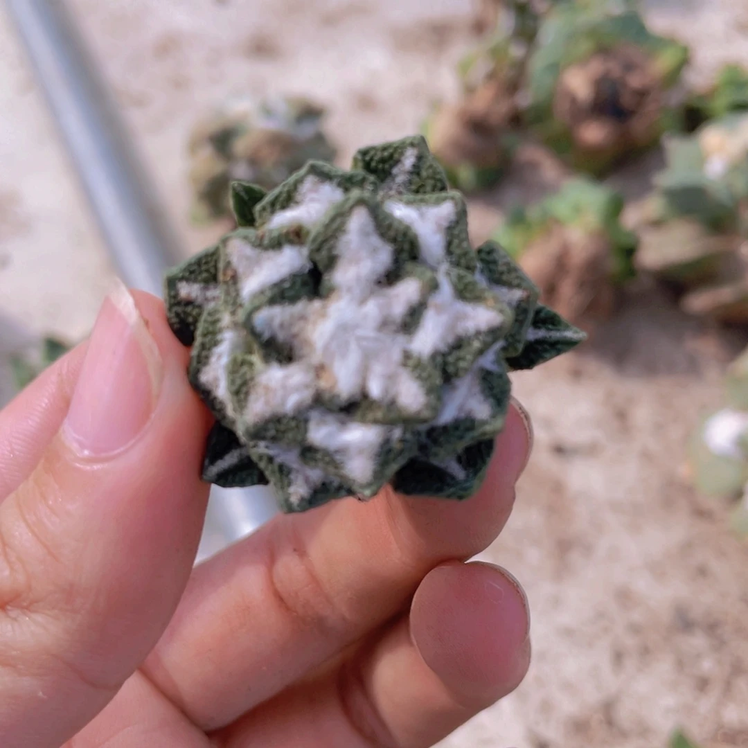 M***杨自根特价福利福利