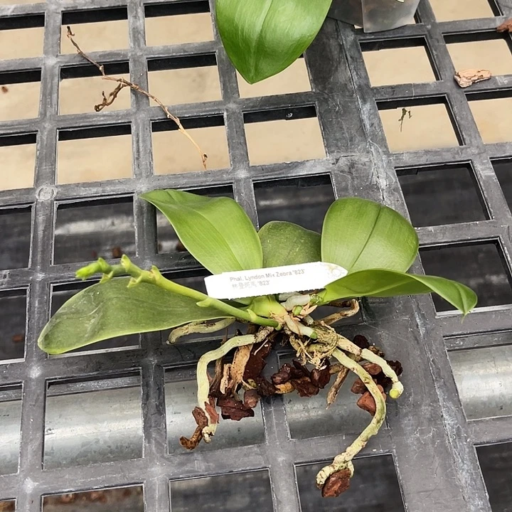 全部花苞斑马823瑕疵福利不售后