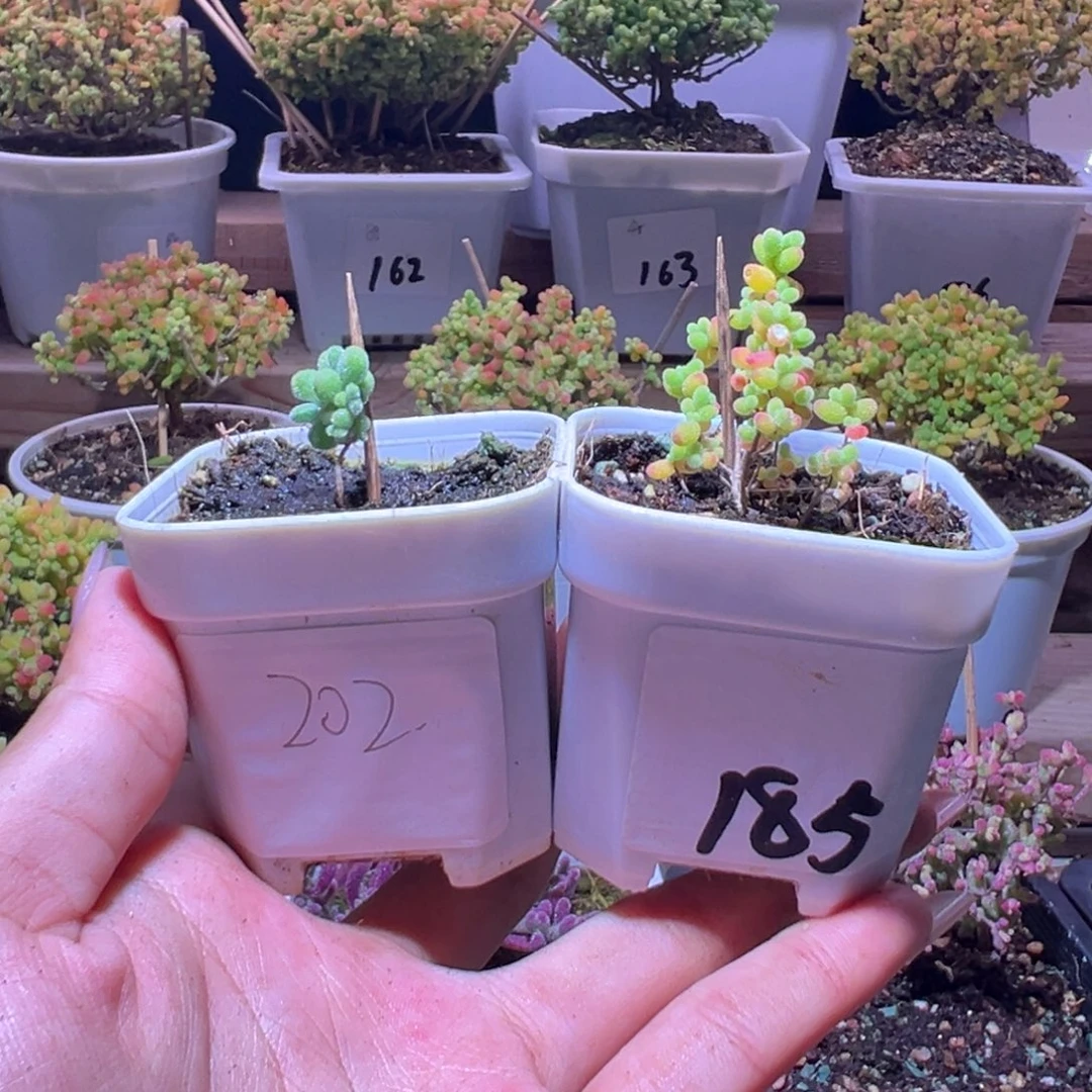 苦***僧组合一物一拍带盆土发货
