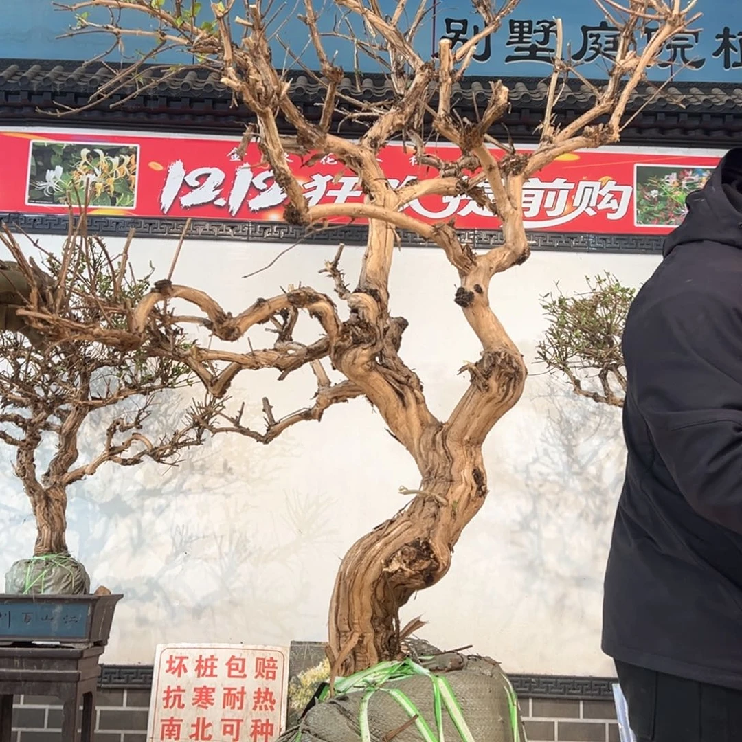 无花朵金银花8888888888888