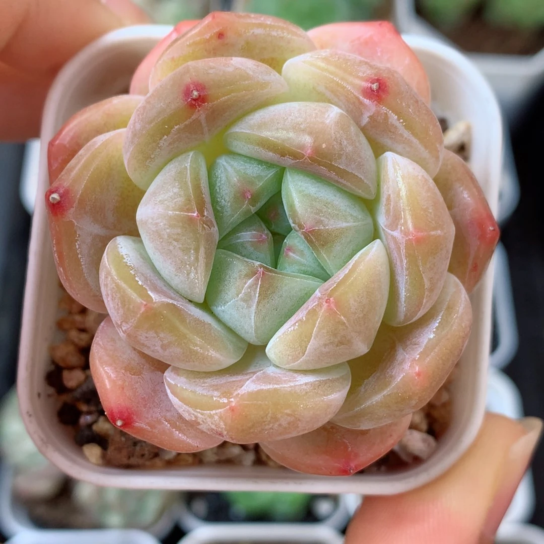 13糖心58包邮  群生不包整