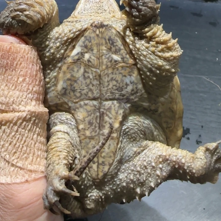 鳄***张宠物龟母瑕疵短指甲