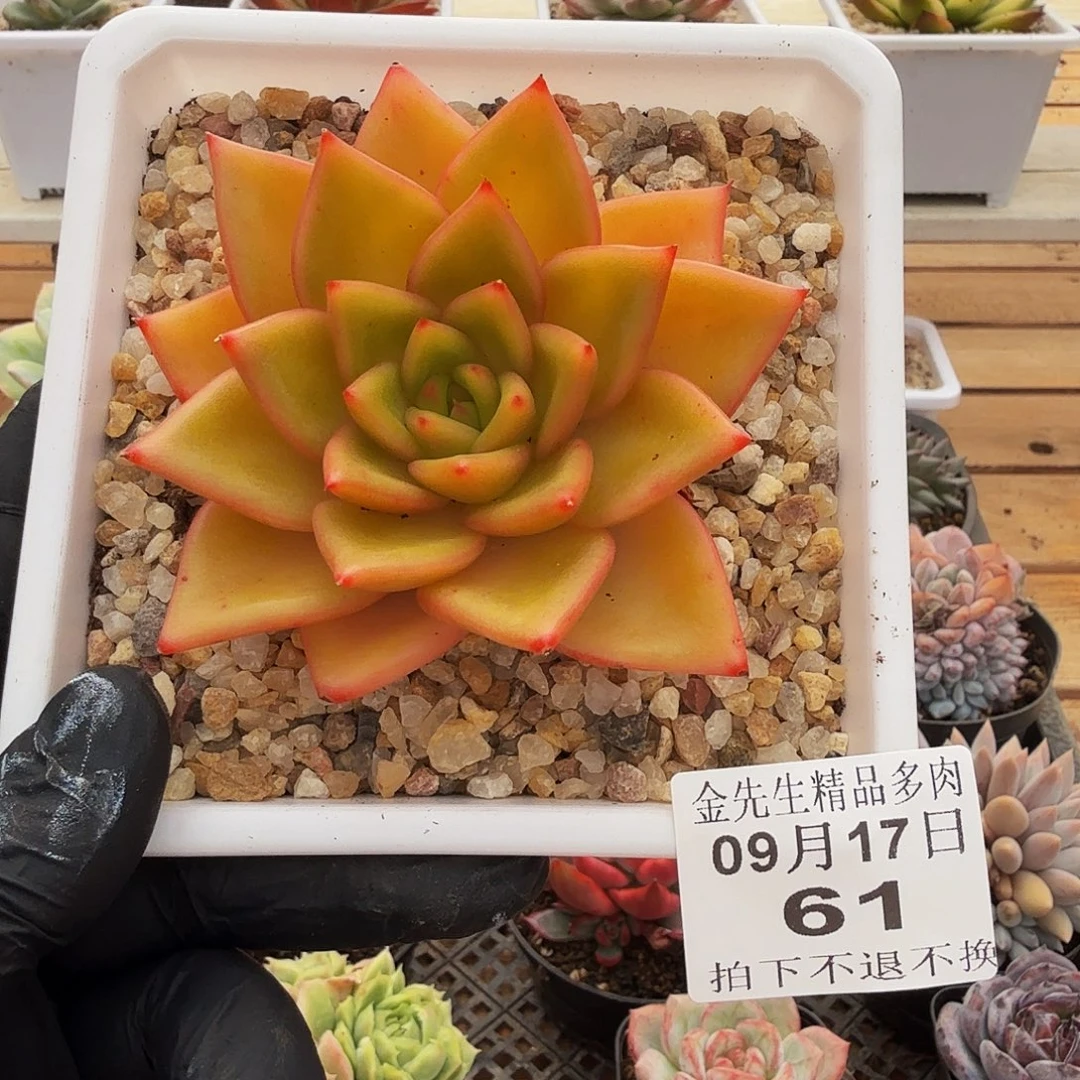0917-61黄金粉单头