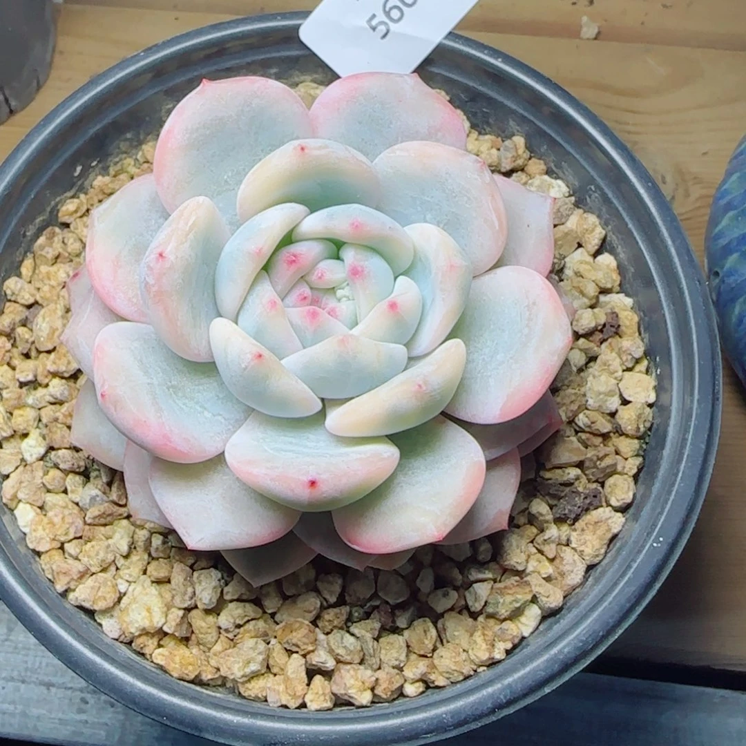 橙子锦，5605多肉植物