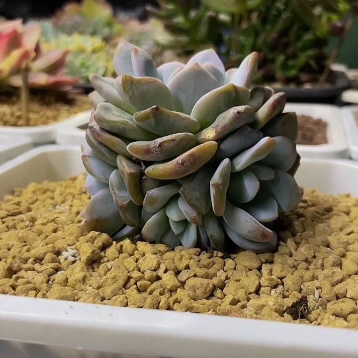 奶盖完美捧花一物一拍