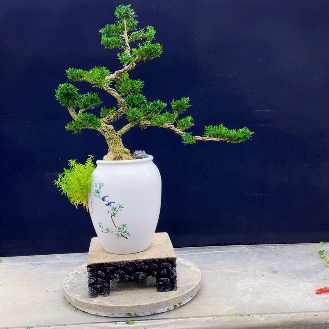 无花朵高端黄杨盆景艺术