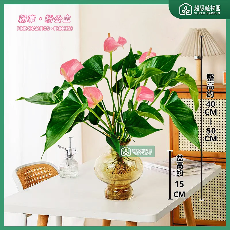 【带花发货】粉掌水培绿植室内客厅好养花卉绿植两株苗40-50CM