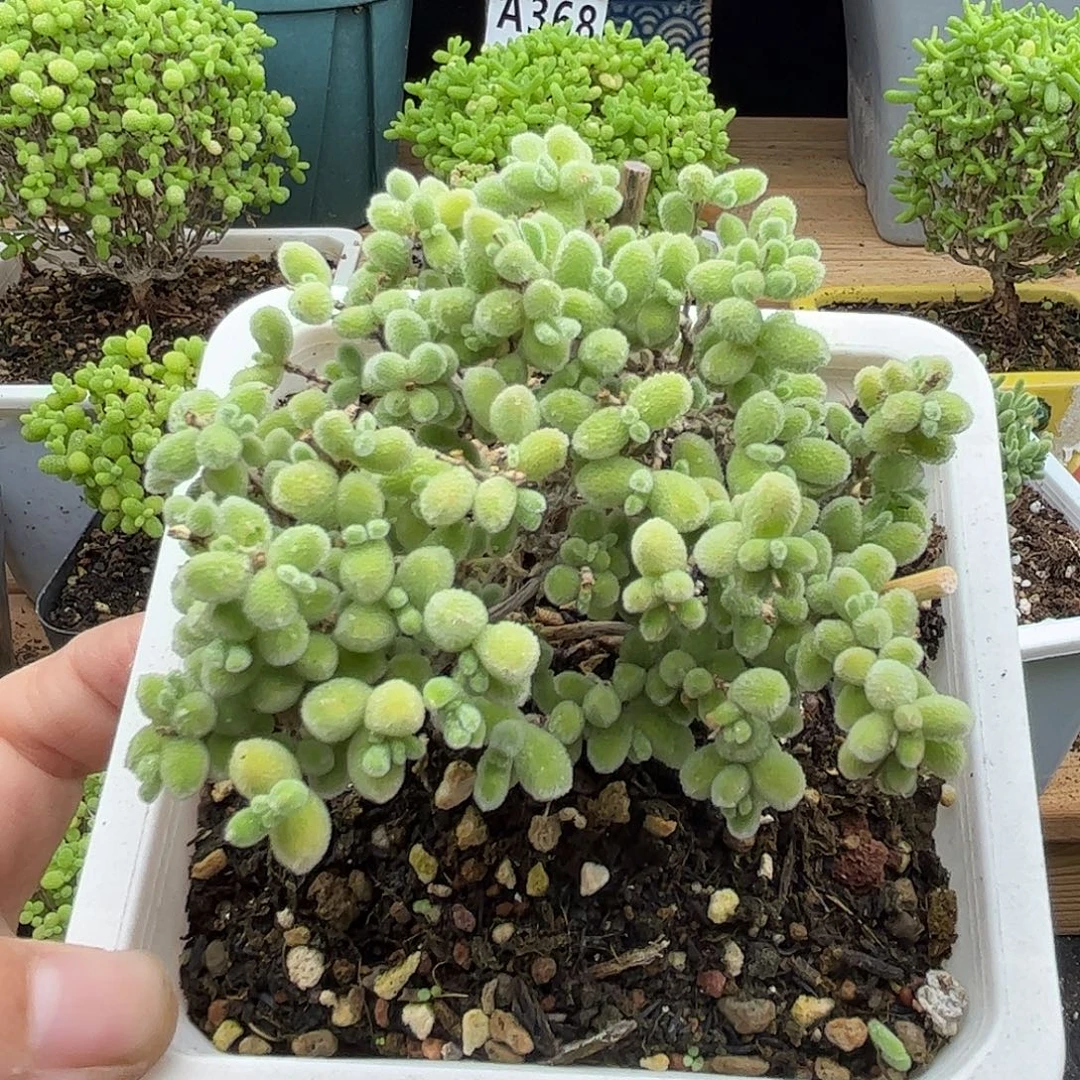 56冰晶优选枝干番杏