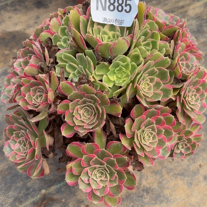 瑞妈多肉植物，885安娜锦