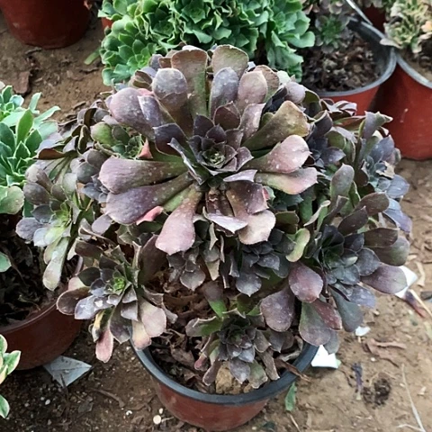 荷兰玫瑰玫瑰玫瑰