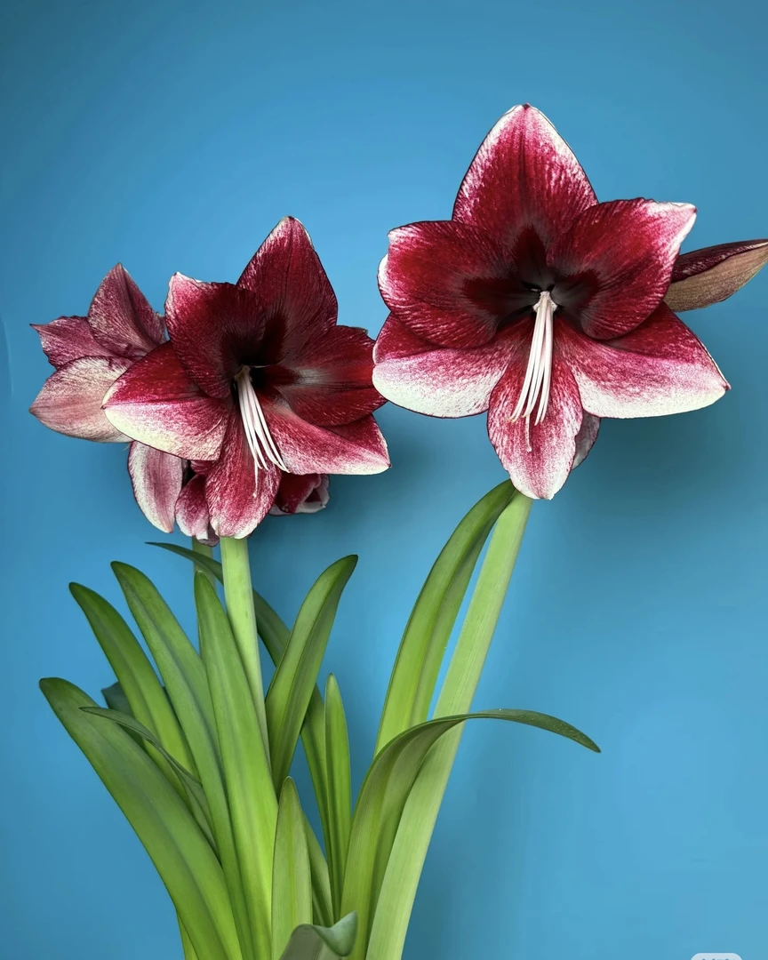 栖野绿境 预售款进口朱顶红【达芙妮】包对版