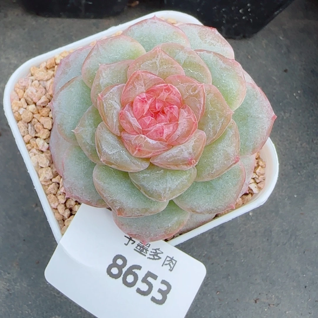 软糖，8653多肉植物