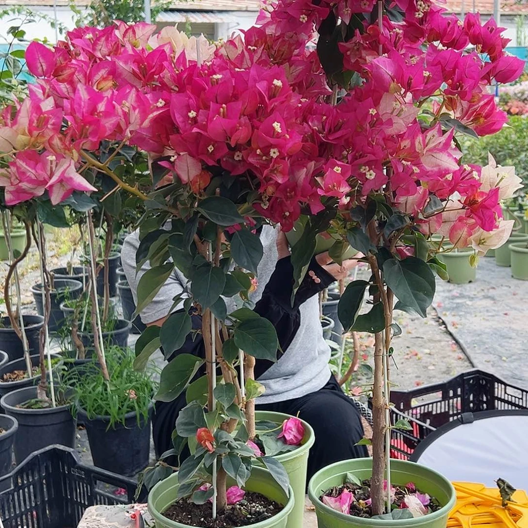 大部分花苞少量开放金娆带竹一棵