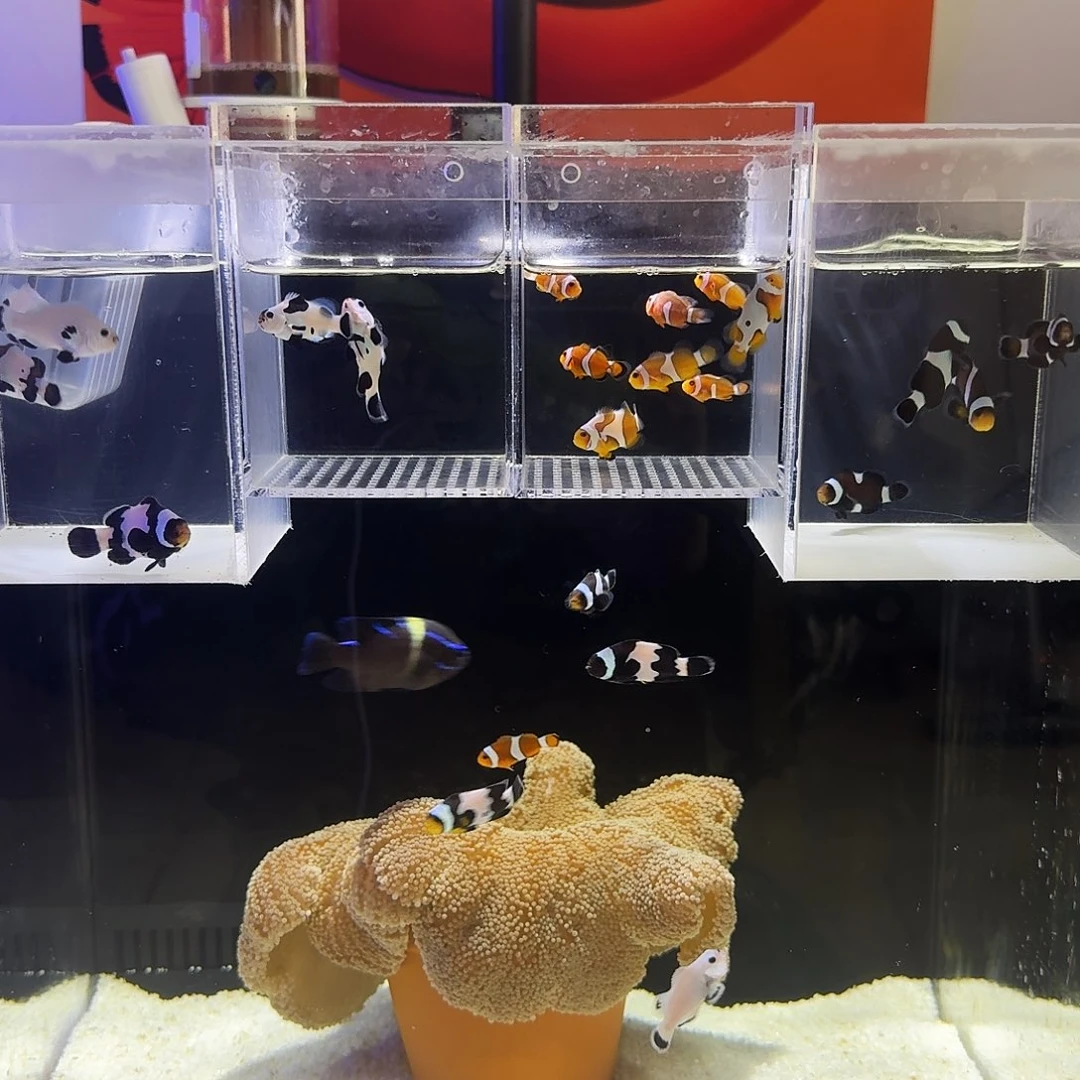 海水鱼公子全品练手混搭十条