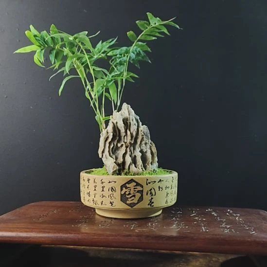 无花朵盆景，凤尾竹 ，风凌石